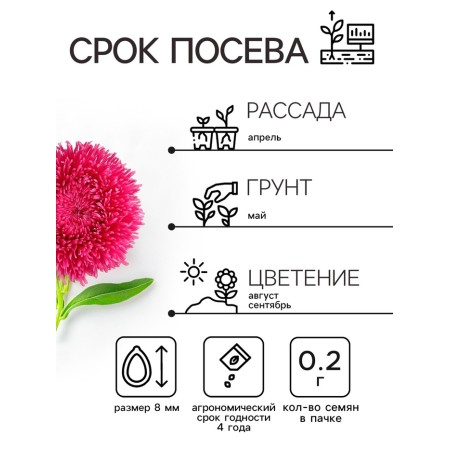 Семена Астра Гремлин, смесь окрасок, 0,2 г-3