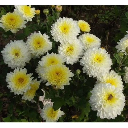 Chrysanthemum Korean Snow Maiden, I Rn, 1 pc, 35-40 h (cm), autumn 2024