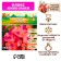 Flox "Yunik Orange" rr I, 2 pcs,