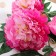 Artificial flowers "Kustovoy Pion" 5 buds, 15x110 cm, lilac-pink