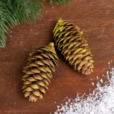 Set of spruce cones 