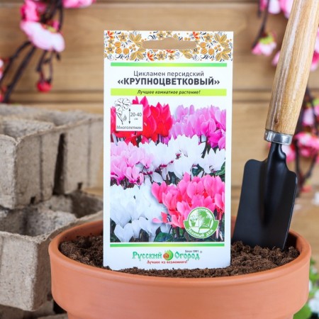 Seeds of indoor flowers cyclamen "large -flowered", 5 pcs.
