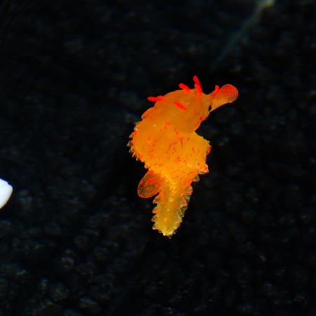 Decor for the Aquarium "Sea Horse" Silicone, with a neon effect, 2 x 4 x 10 cm, orange 10069-2