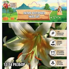 Лилия Восточная "Чилл Аут", р-р 12/14 3 шт, Весна 2024