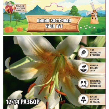 East Lilia "Chill Out", rr 12/14 3 pcs, spring 2024