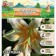 East Lilia "Chill Out", rr 12/14 3 pcs, spring 2024