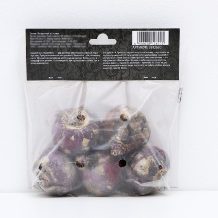 Hyacinth Vostochny Perpl Senseishen, rr 14/15, 4 pcs, autumn 2024-3