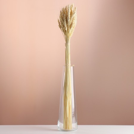 A set of dried flowers "wheat", a ban 35-40 pcs, length 55-65 (+/- 6 cm), bleached