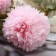 Artificial flowers "Chinese Balun" 77 cm, pink