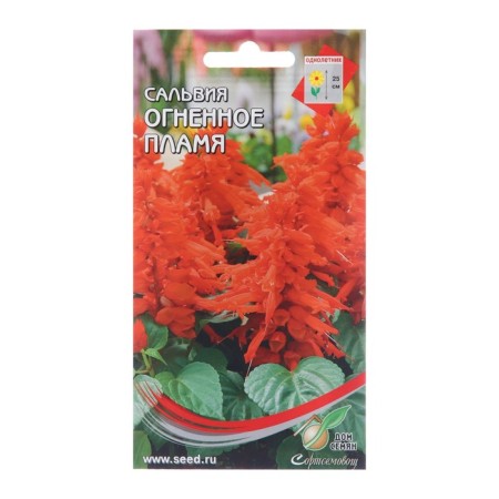 Salvia flower seeds "Fire Flame", 25 pcs