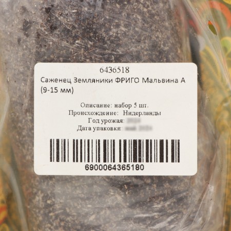 Strawberry seedlings of Frigi Malvina A (9-15 mm), set 5 pcs-3