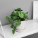Bonsai in the pot "Filodendron Sello ultra" (soft sheet) 15x7 cm, mix