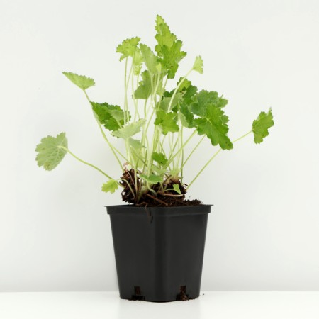 Gayhera cylindrical "Green Finch", P9 pot, 1 pc, spring 2024-1