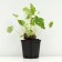 Gayhera cylindrical "Green Finch", P9 pot, 1 pc, spring 2024