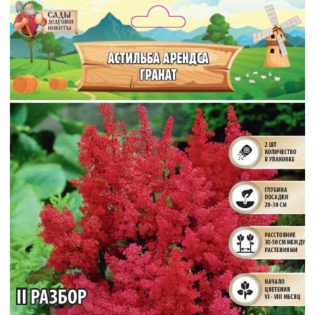 Astilba Lesshand "Granat" rr II, 2 pcs, spring 2024