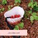 Container for collecting berries, 3 l, "berries", white