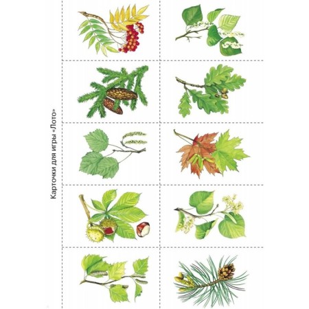 Листья и плоды. Куликовская Т.-3