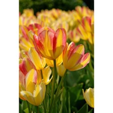 Tulip multi-flowered Antoinette, 11/12 rr, 10 pcs, 45 h (cm), autumn 2024