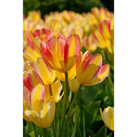 Tulip multi-flowered Antoinette, 11/12 rr, 10 pcs, 45 h (cm), autumn 2024