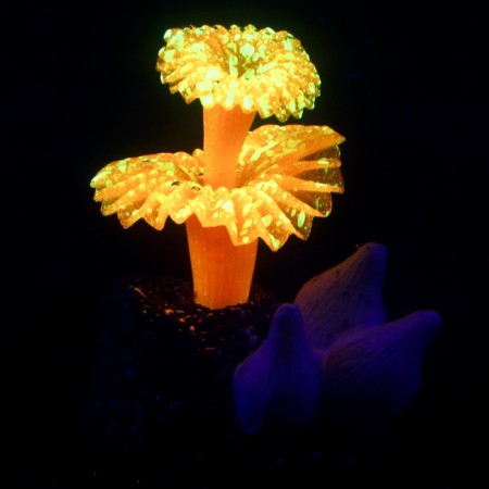 Decor for the Aquarium "Coral on the platform" Silicon, 6 x 4 x 7 cm, orange-1
