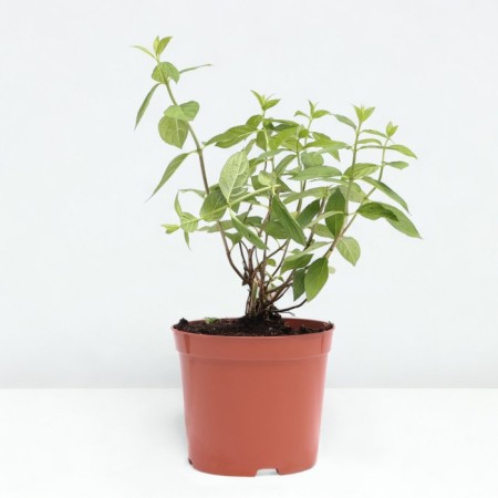 Hydrangea blizzard littl passion, s3 pot, n10-50 height, 1 pc, summer 2024-1