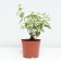 Hydrangea blizzard littl passion, s3 pot, n10-50 height, 1 pc, summer 2024