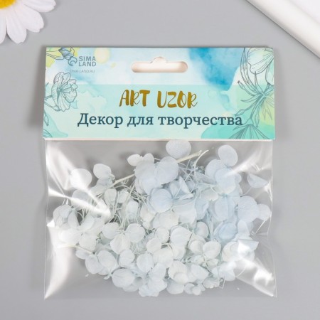 Sukhotzet "hydrangea" pale blue h = 6-6.5 cm-3