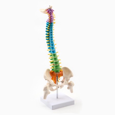 Layout "spine, pelvic bones" color 38cm-1