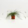 Sizya oatmeal, s2 pot, H10-50 height, 1 pc, summer 2024