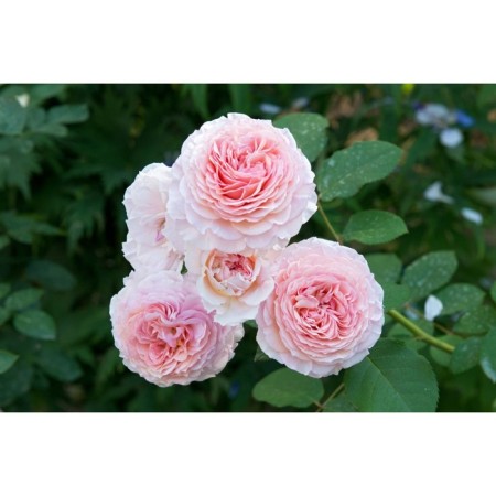 Seedling rose English park "James Galway", tube, 1 pc, spring 2025
