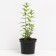 Veronikastrum Virginsky Pink GLOU, C3 pot, H10-50 height, 1 pc, summer 2024