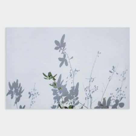 Photophone bilateral paper 300 gr "elegant plants" 57x87 cm-1