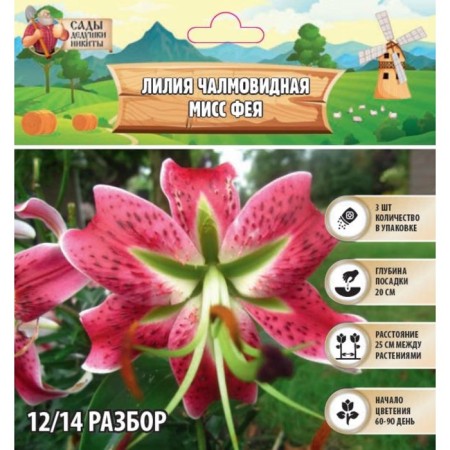 Lilia Chalmovid "Miss Fairy", rr 12/14, 3 pcs, spring 2024