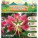 Lilia Chalmovid "Miss Fairy", rr 12/14, 3 pcs, spring 2024