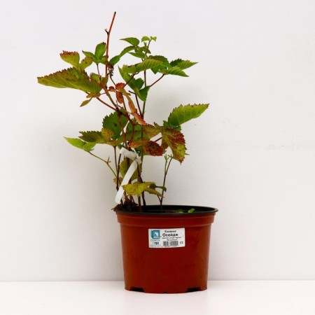 Blackberry Oseege, C2 pot, H20-40 Height, 1 pc, summer 2024