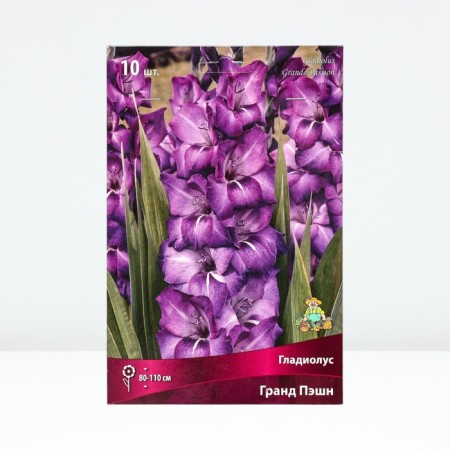 Gladiolus large-flowered "Grand Pashn", district 10/12, 10 pcs, spring 2024