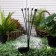 Lamp on the solar battery "Eurohant", "fireflies" 70 cm, IP44, 6 LED, t/white