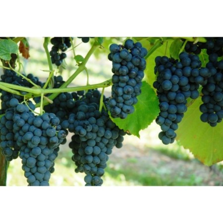 Venus grape seedling, 1 pc, spring 2024