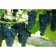 Venus grape seedling, 1 pc, spring 2024