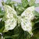 Decor on the clothespin "Butterfly", green, 13 cm