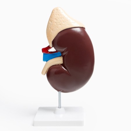 Model "Model of a Human" 14*30cm-7