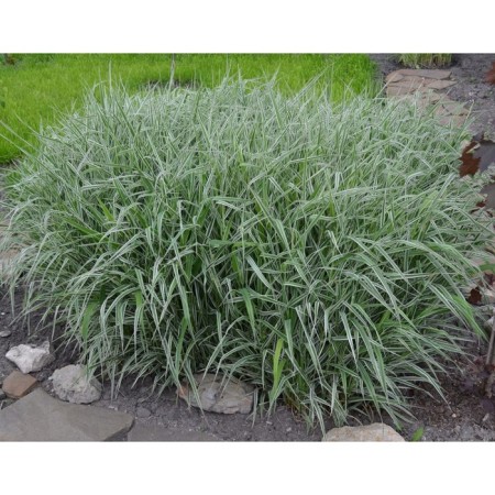Phalyaris reeds "Variegata" (two -stroke reed), pot C3, 1 pc, spring 2024 10417