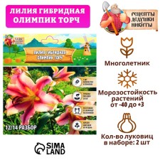 Лилия гибридная "Олимпик Торч", р-р 14/16, 2 шт,