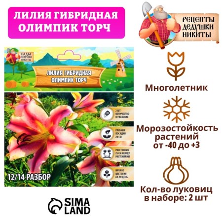 Lilia hybrid "Olympic Torsch", district 14/16, 2 pcs.