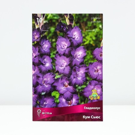 Gladiolus Large-flowered "Kum Sue", 10/12, 10 pcs, spring 2024