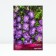 Gladiolus Large-flowered "Kum Sue", 10/12, 10 pcs, spring 2024