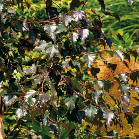 Birch in the dash "Royal Frost", 1 pc, tube, spring 2025-2
