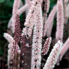 Clopogon simple brunette, rr I, 1 pc, spring 2025