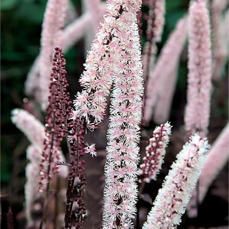 Clopogon simple brunette, rr I, 1 pc, spring 2025