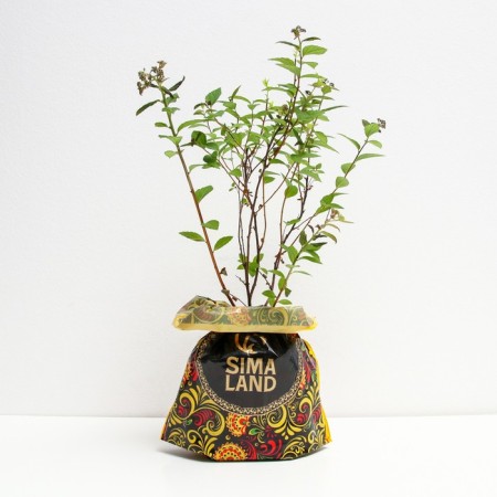 Sage of Spirea Manon, P9 pot, summer 2024-1